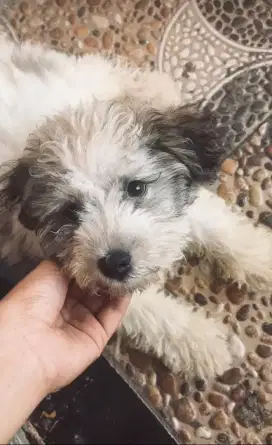 ANJING RAS SHITZUI