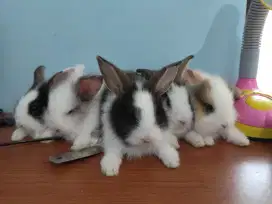 Dijual anakan kelinci lucu lucu