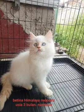 Kucing Persia Himalaya redpoint