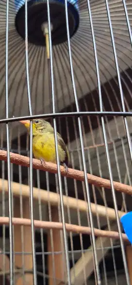 Burung kolibri ijoan jantan