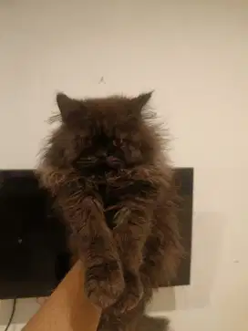 Kucing Persia Flatnose Longhair