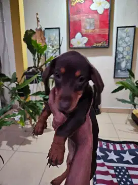 Anjing Tekel Dachshund Betina Non Stambum