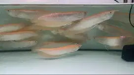 Silver Albino 28-30cm murm3r