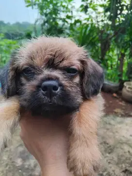 Open adopt pug mix poodle