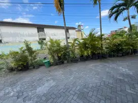 JUARA KOST UGM, Tanah Jogja Dekat Pogung Karangwuni, SHM Pekarangan