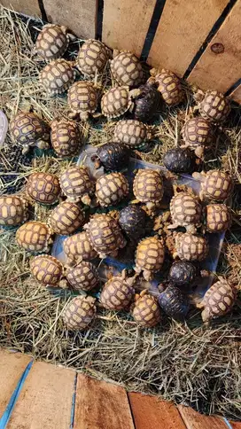Baby Kura-Kura Sulcata
