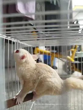 sugar glider cremino sepasang