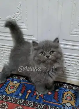 Anak kucing anggora/kitten persia betina/kucing persia betina