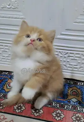 Kucing persia jantan/kitten persia flatnose/anakan kucing anggora