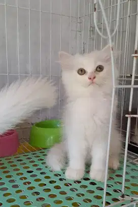 kitten persia jantan /kucing himalaya ragdol / kucing anggora jantan