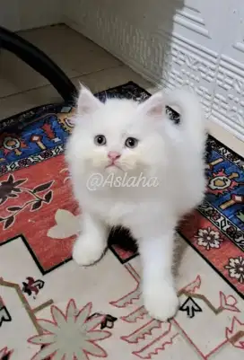 Anak kucing anggora/kitten himalaya ragdol/kucing  persia  jantan