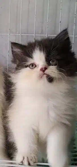 Anak kucung anggora/kitten persia flatnose /kucing persia beyina