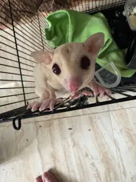 sugar glider creamino jantan 4 bulan