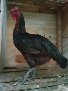 Ayam Pelung biang babon big produksi