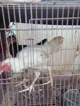 Ayam Kampung Jago putih sepasang muda
