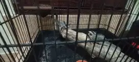 Sugar glider joey sepasang