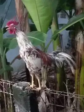Ayam jago Kampung buat pacekan