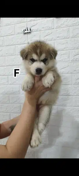 Anjing siberian husky