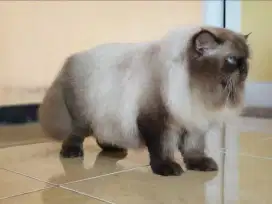 Di lepas adopsi
