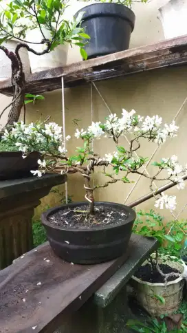 Pohon Bonsai Saeng Simbur