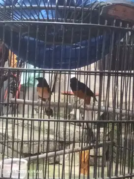 Burung Murai Sepasang