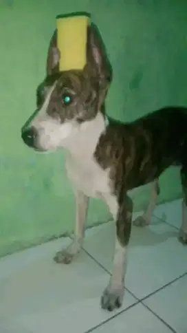 Pitbul betina murah