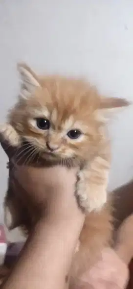 anakan kucing anggora mixdom