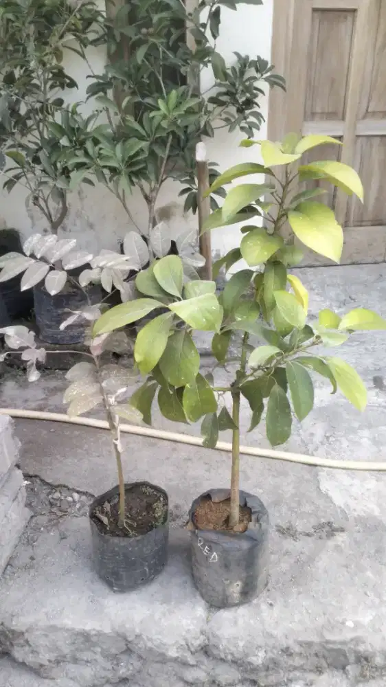 Paket hemat kelengkeng,alpukat