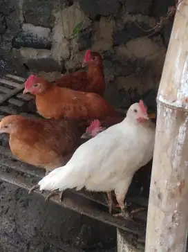 Anak ayam elba 2bulan