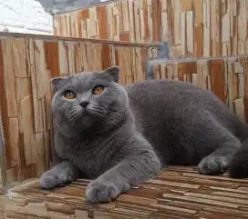 Jasa kimpoy scottish fold BSH
