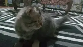 Open adobt kitten munchkin gaelic