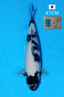 Koi Import Shiro 47cm Bersertifikat Omosako Koi Farm Berpunuk HQ