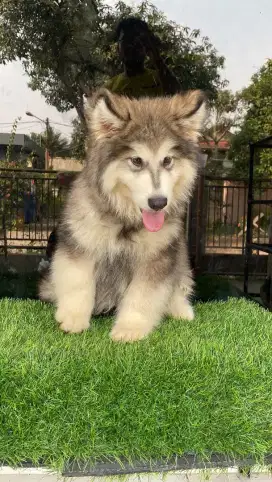 Alaskan Malamute Jantan