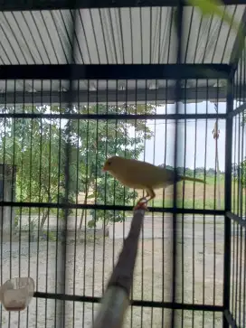 Kenari Paud Cerah