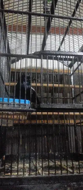 jual kacer fullset