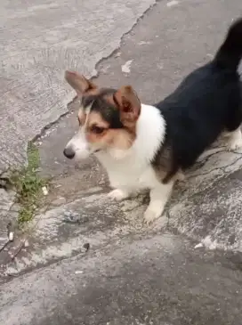 Corgi jantan usia 1tahun
