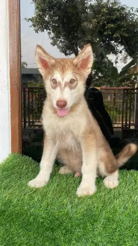 Alaskan Malamute Jantan