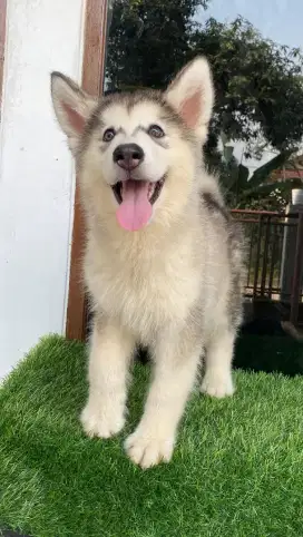 Alaskan Malamute Betina