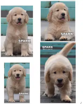 Golden retriever jantan & betina puppy