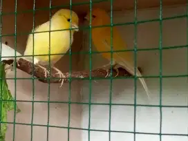 Burung kenari sepasang