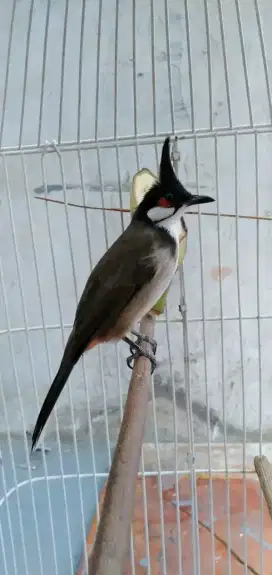 Merbah jambul/kutilang vietnam mulus rajin