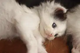 Anak kucing campuran kitten