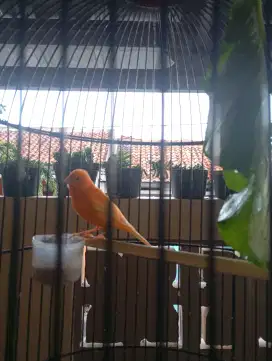Burung kenari gacor