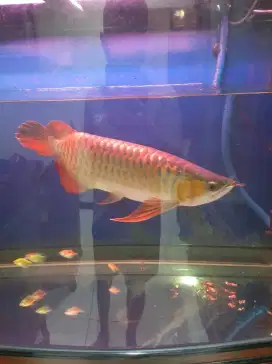 ARWANA SUPER RED