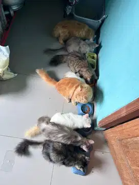 Kucingg persia kitten dewasa
