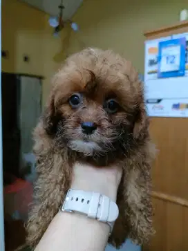 Baby Shitshzu Poodle imut lucu