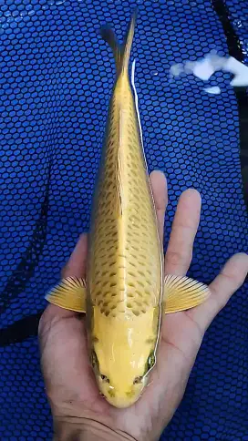 Mukasi Ogon AKF Breeder