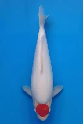 Tancho Kohaku Bulky