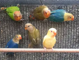 Lovebird borongan klep dan Non Klep