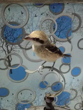 Anakan burung cendet